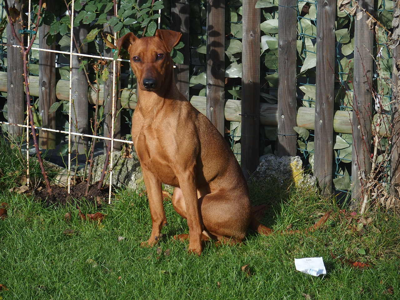 Deutsche Pinscher