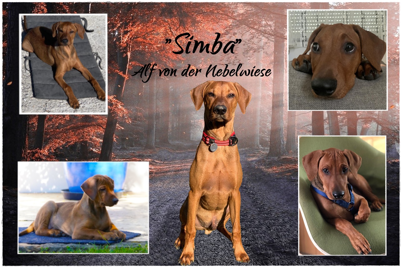Simba