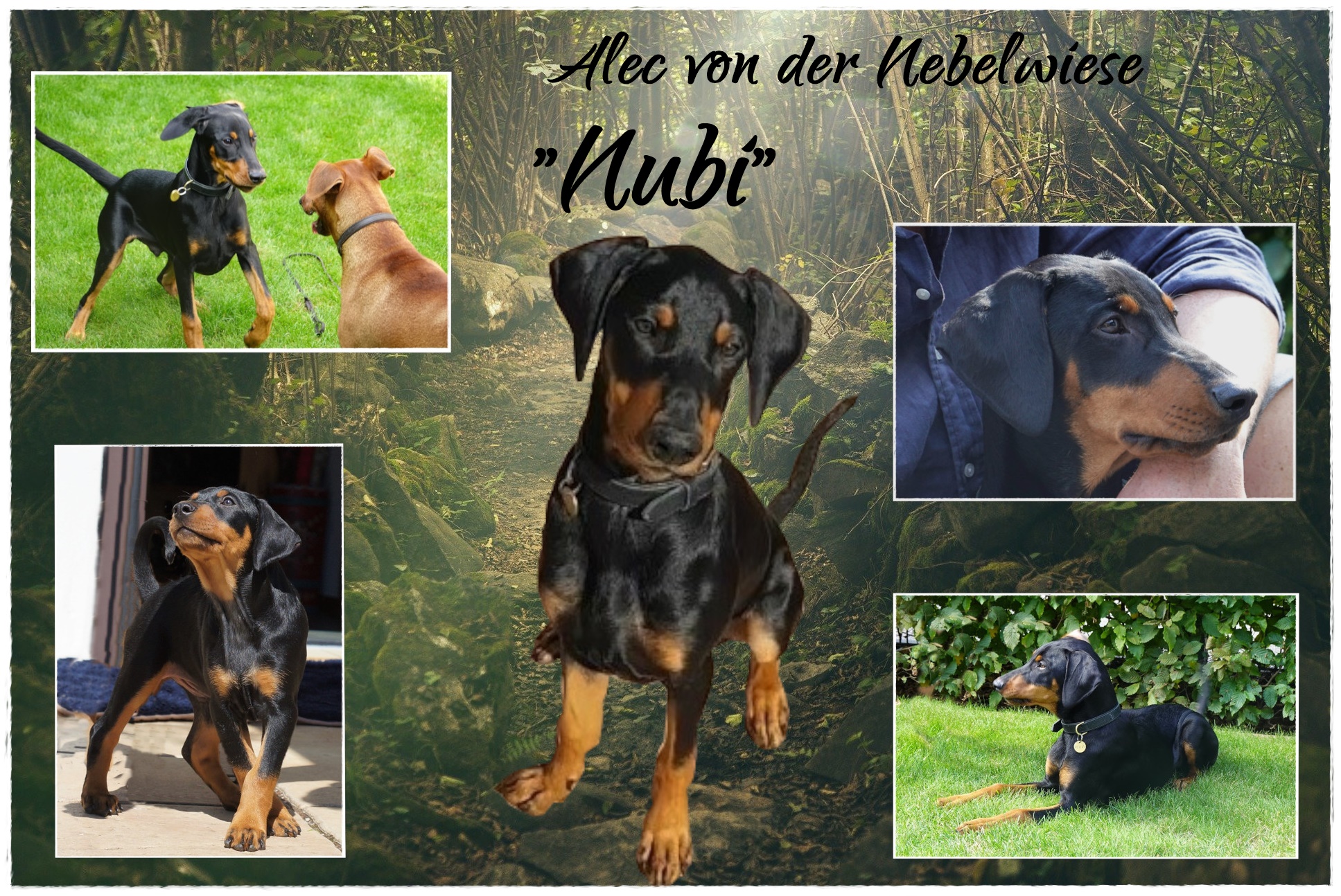 Nubi