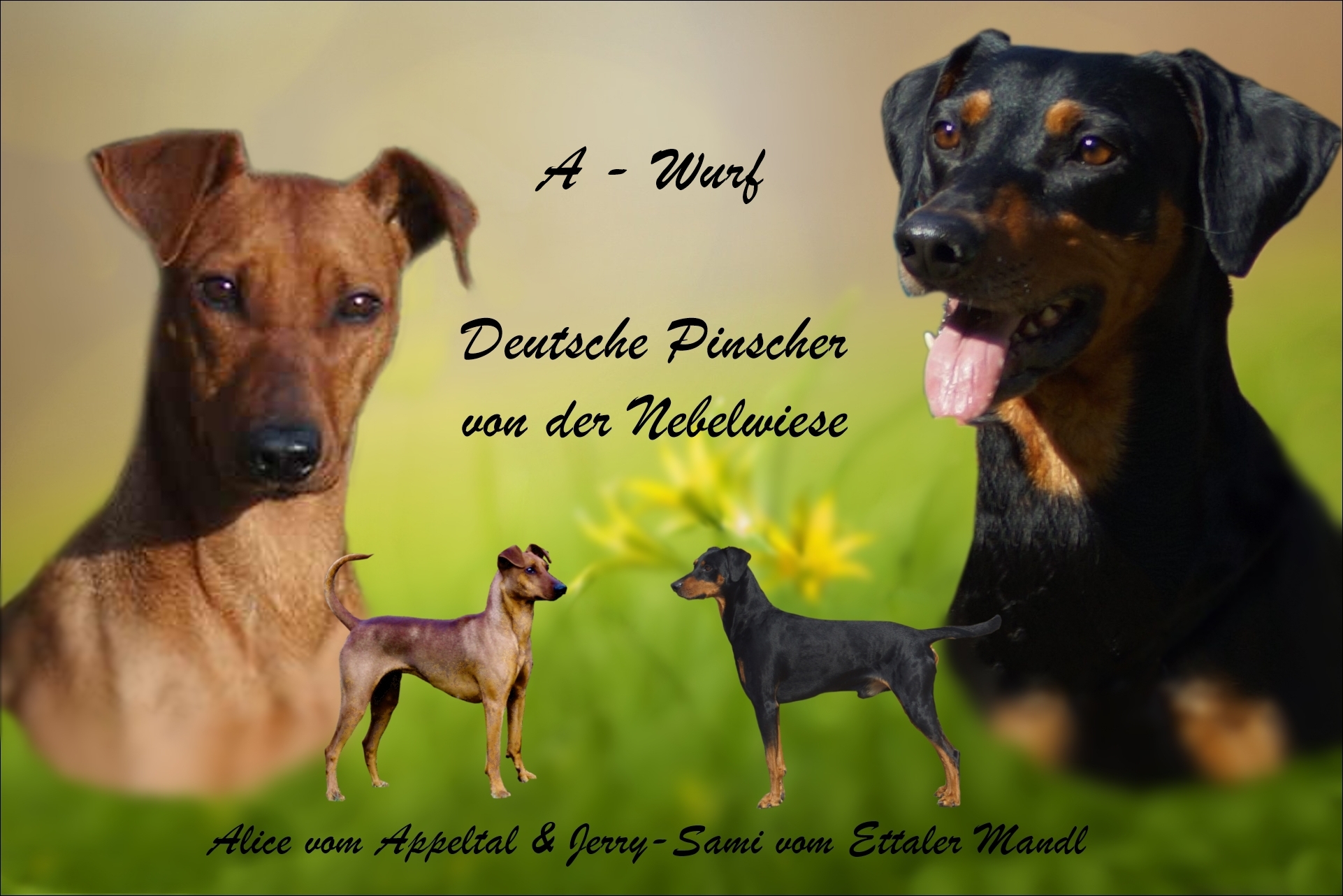 Deutsche Pinscher Pärchen