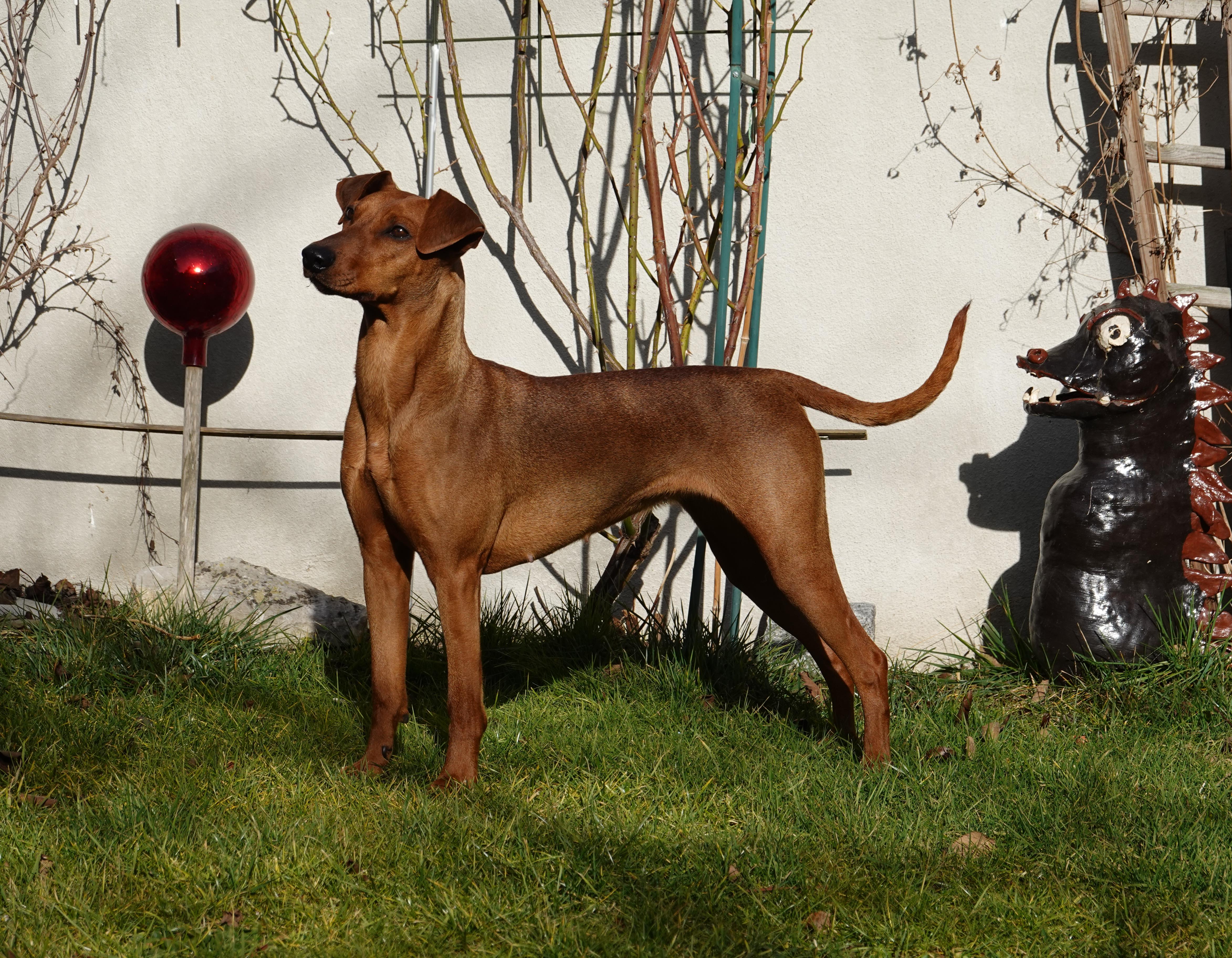Deutsche Pinscher Hündin1