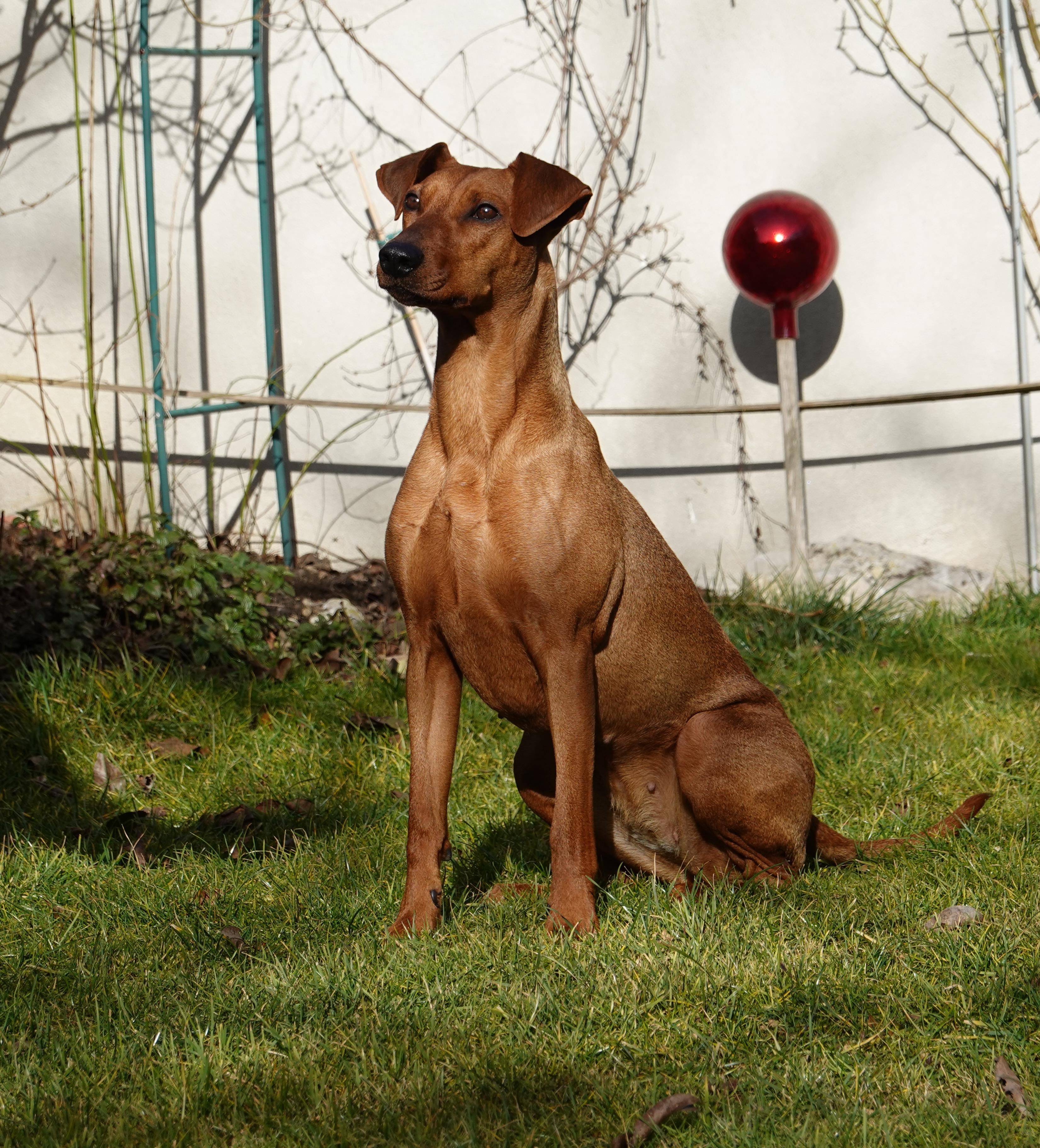 Deutsche Pinscher Hündin1